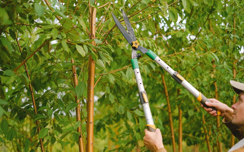Tree trimming in Dallas, WV