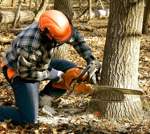 Tree Removal in Dallas, WV